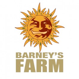 Mimosa Evo - Barney's Farm Mimosa Evo - Barney's Farm