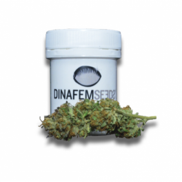 Dinafem - Critical Plus CBD 1 g. Dinafem - Critical Plus CBD 1 g.